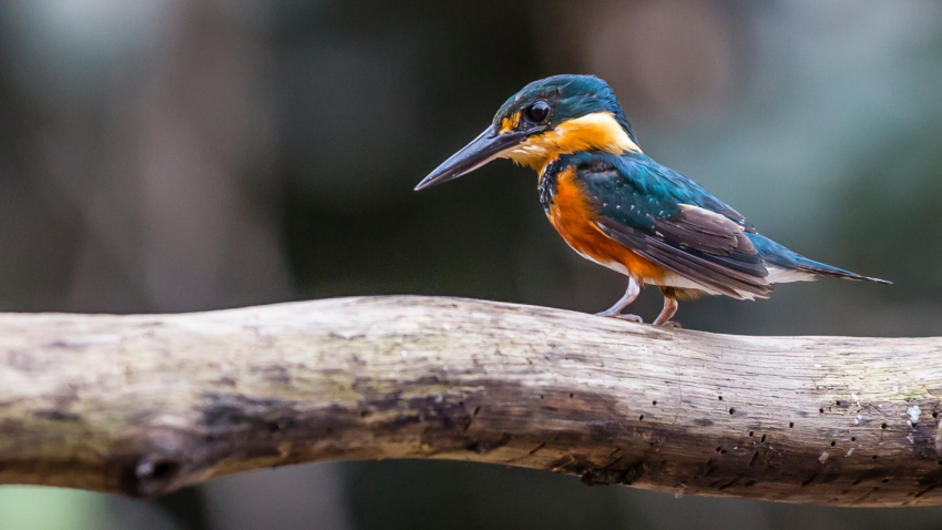 Nauta Caño, Upper Amazon River Basin