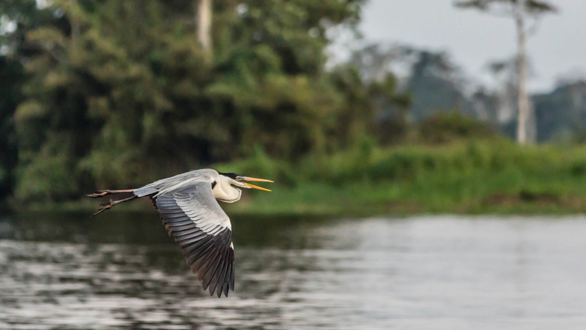 Pacaya-Samiria Nature Reserve, Upper Amazon River Basin